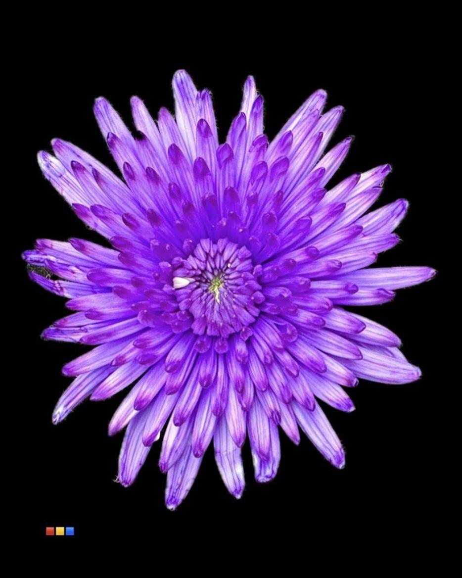 Срезанные цветы оптом Chrys bl paint topspin dark lilac от 60шт из Голландии с доставкой по России