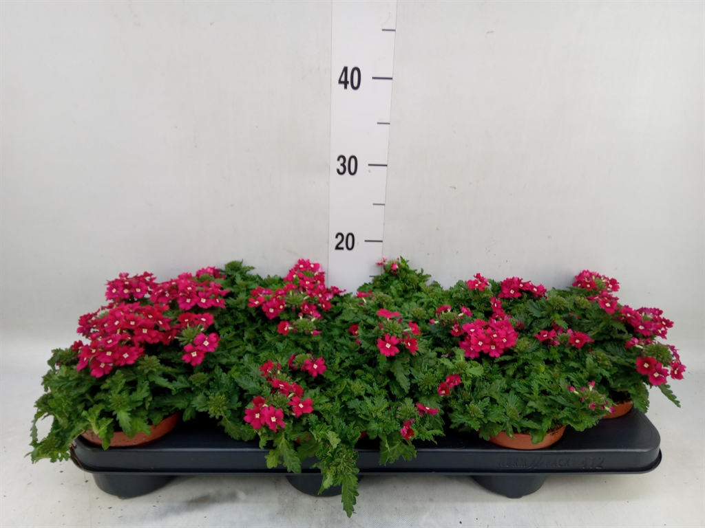 Горшечные цветы и растения оптом Verbena   ... от 12шт из Голландии с доставкой по России