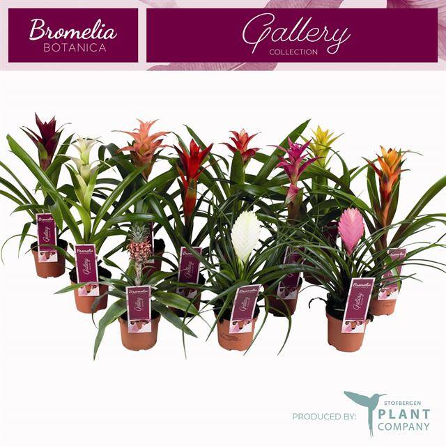 Горшечные цветы и растения оптом Bromelia Mix от 12шт из Голландии с доставкой по России