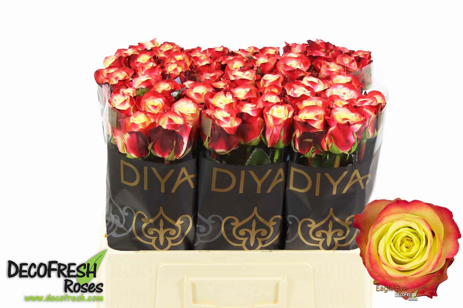 Срезанные цветы оптом Rosa large eagle eye+ от 80шт из Голландии с доставкой по России