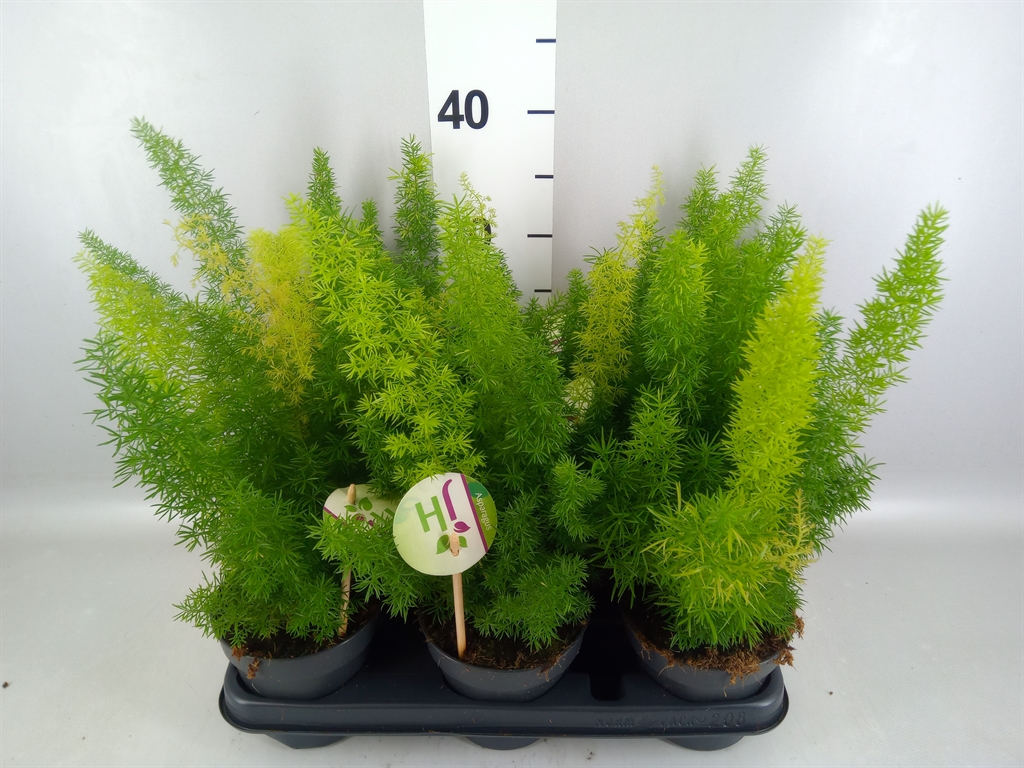 Горшечные цветы и растения оптом Asparagus Dens. meyers от 8шт из Голландии с доставкой по России