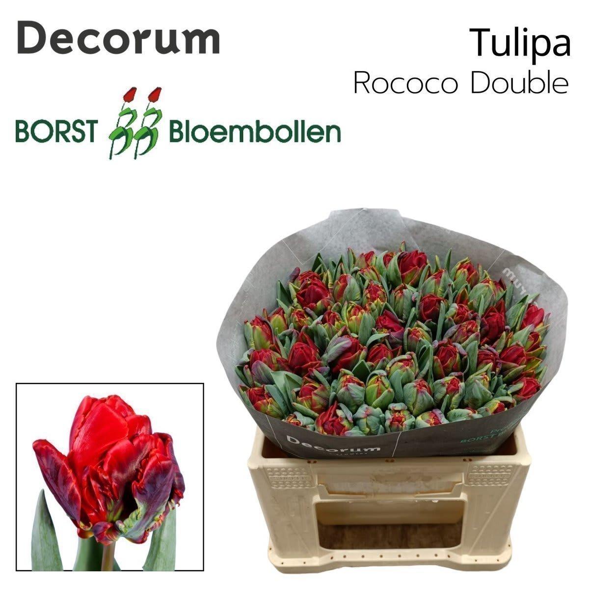 Срезанные цветы оптом Tulipa do rococo double от 50шт из Голландии с доставкой по России