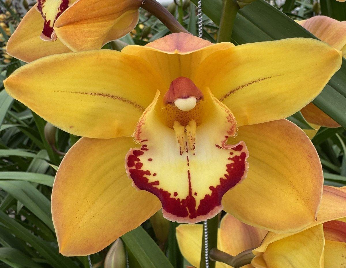 Срезанные цветы оптом Cymbidium romee от 10шт из Голландии с доставкой по России