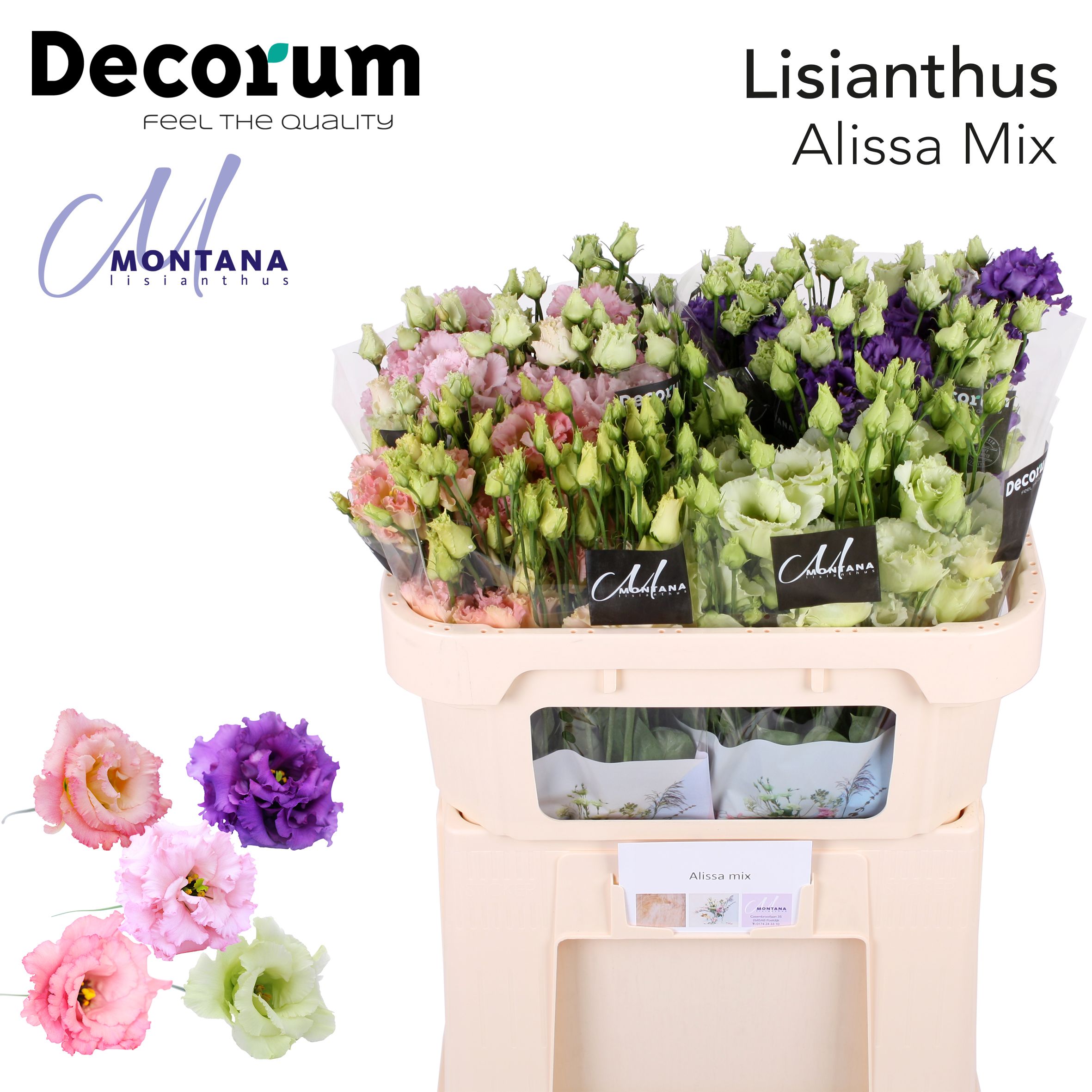 Срезанные цветы оптом Lisianthus do alissa mix in bucket от 40шт из Голландии с доставкой по России