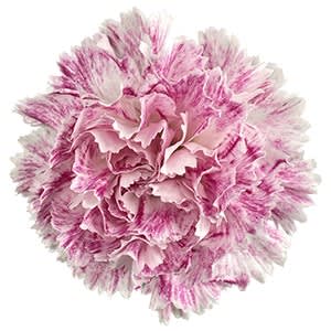 Срезанные цветы оптом Dianthus st premier от 80шт из Голландии с доставкой по России