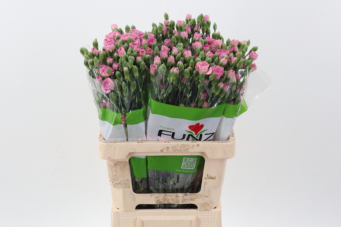Срезанные цветы оптом Dianthus sp mocca sweet от 100шт из Голландии с доставкой по России