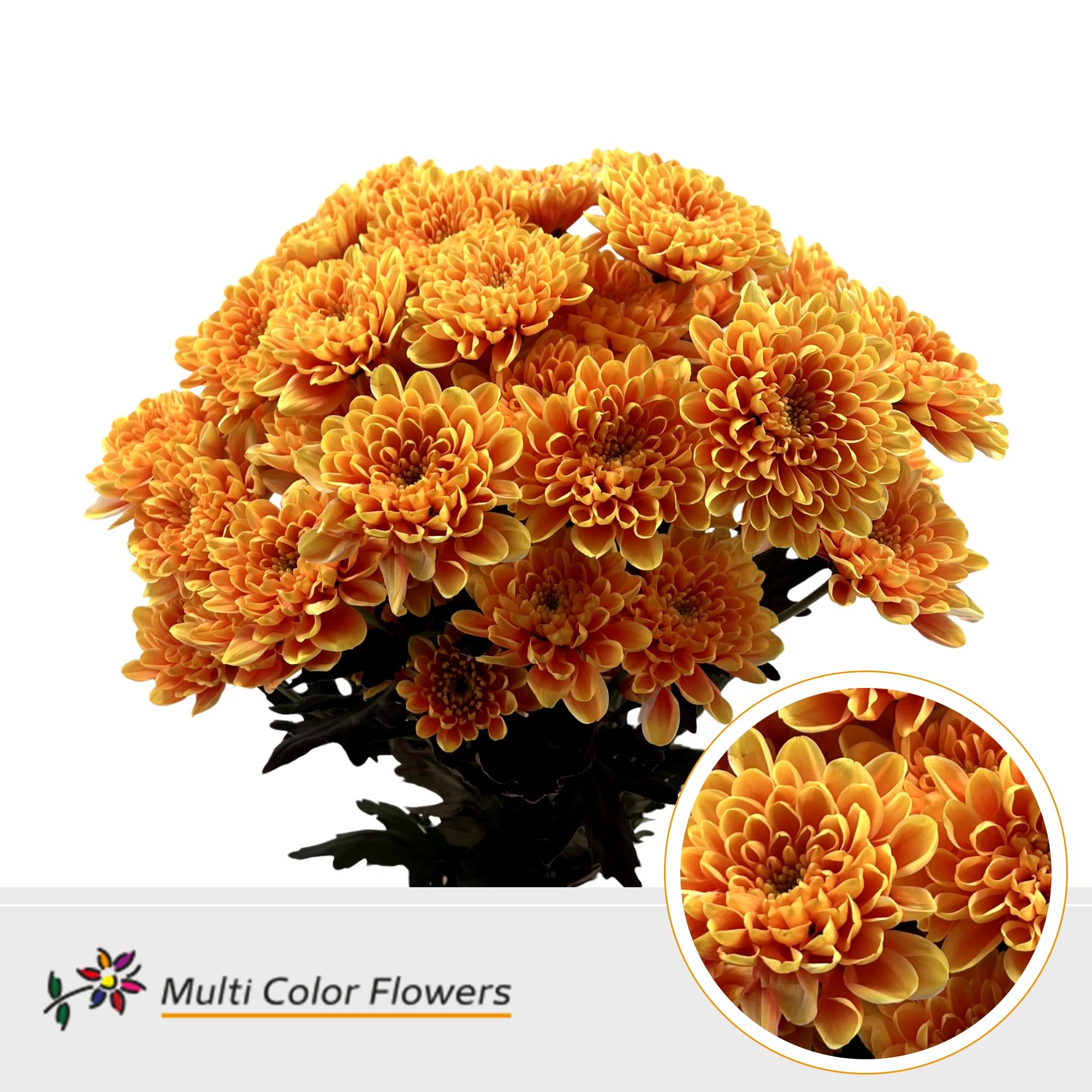 Срезанные цветы оптом Chrys sp paint altaj sunset от 40шт из Голландии с доставкой по России