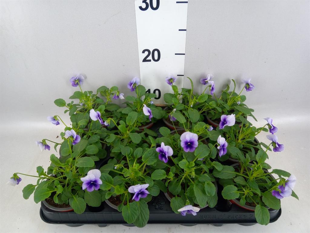 Горшечные цветы и растения оптом Viola Corn. evo Mini True Blue от 12шт (для телеги) из Голландии с доставкой по России