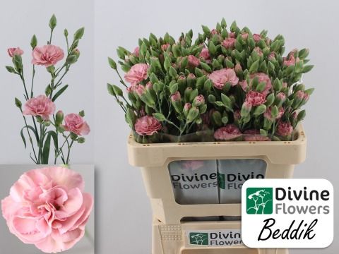 Срезанные цветы оптом Dianthus sp beddik от 60шт из Голландии с доставкой по России