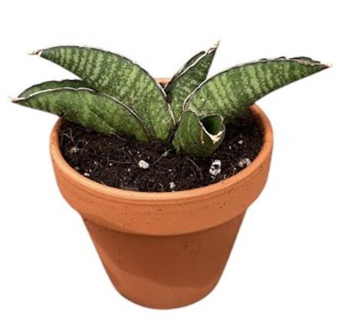 Горшечные цветы и растения оптом Sansevieria Marscha Anjani от 1шт (для телеги) из Голландии с доставкой по России