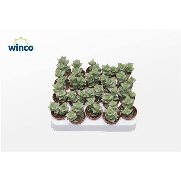 Горшечные цветы и растения оптом Crassula Perforata Azul от 20шт (для телеги) из Голландии с доставкой по России