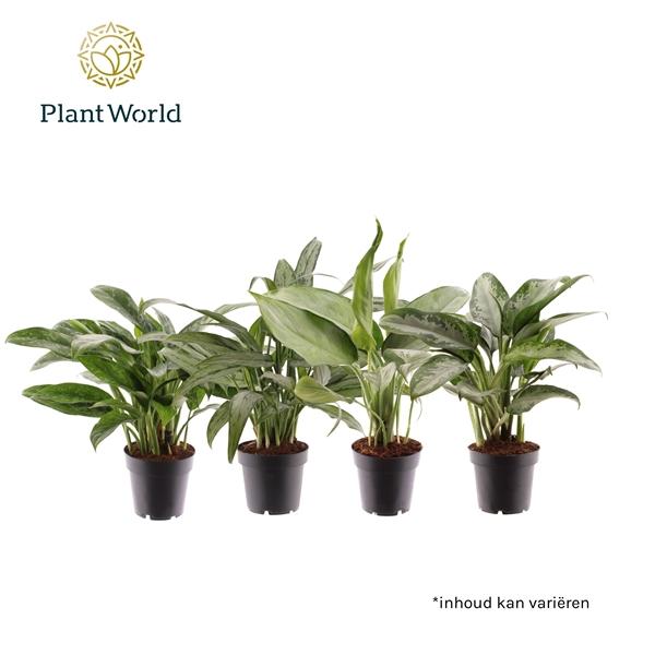 Горшечные цветы и растения оптом Aglaonema Mixed от 10шт из Голландии с доставкой по России