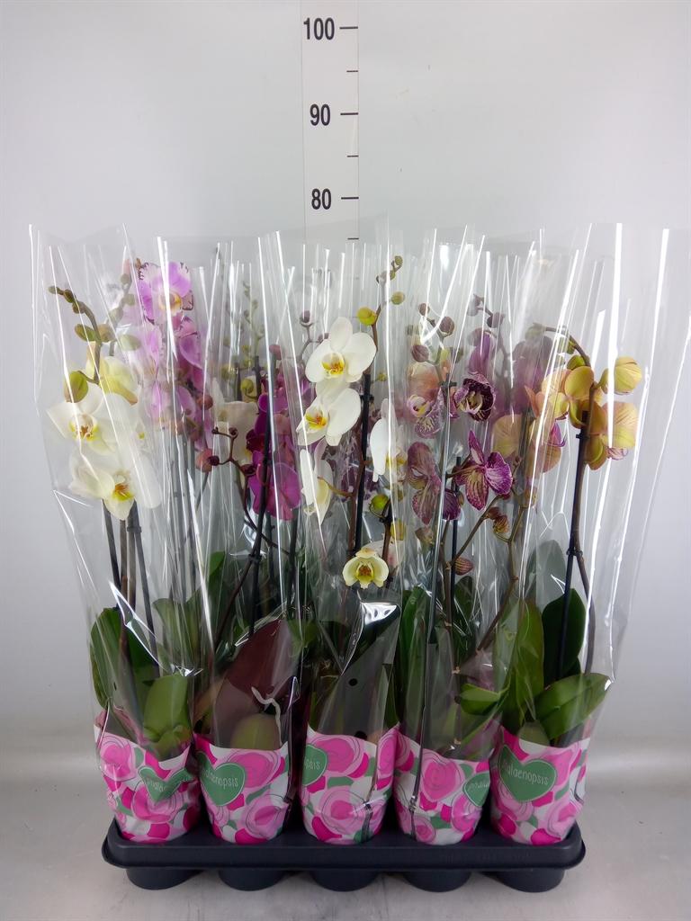 Горшечные цветы и растения оптом Phalaenopsis   ...mix  5 от 10шт из Голландии с доставкой по России