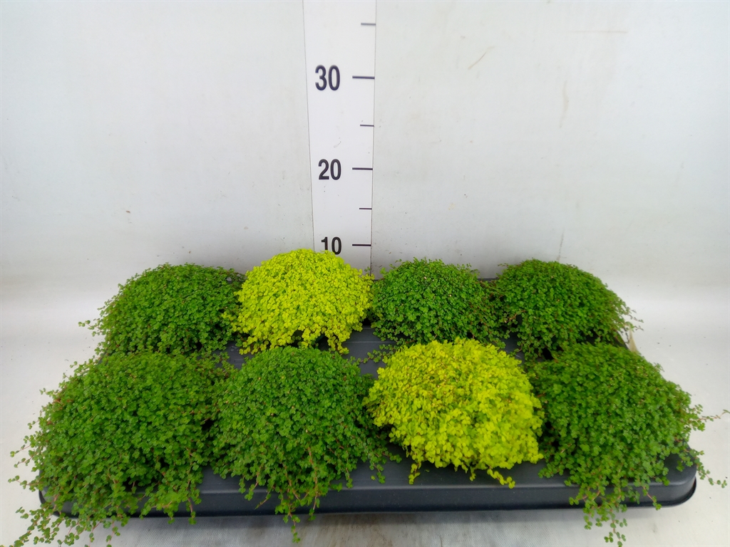 Горшечные цветы и растения оптом Soleirolia Soleirolii   ...mix 2 от 8шт из Голландии с доставкой по России