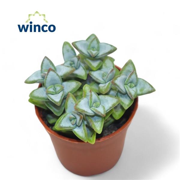 Горшечные цветы и растения оптом Crassula Perfoliata от 20шт (для телеги) из Голландии с доставкой по России