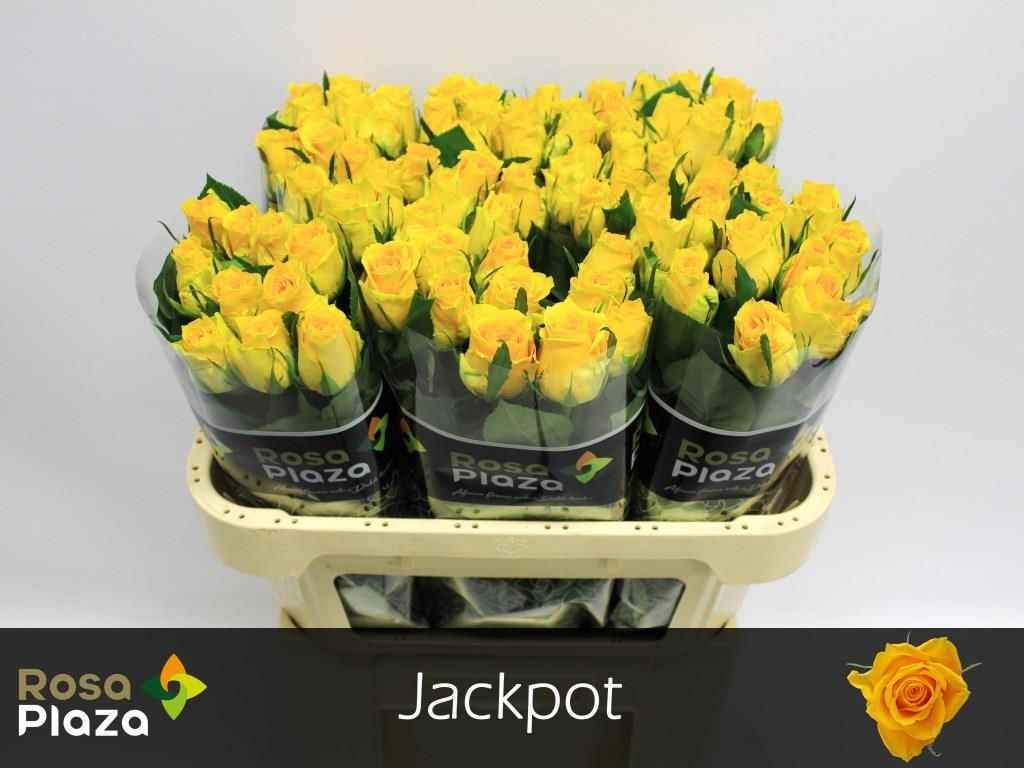 Срезанные цветы оптом Rosa la jackpot+ от 80шт из Голландии с доставкой по России