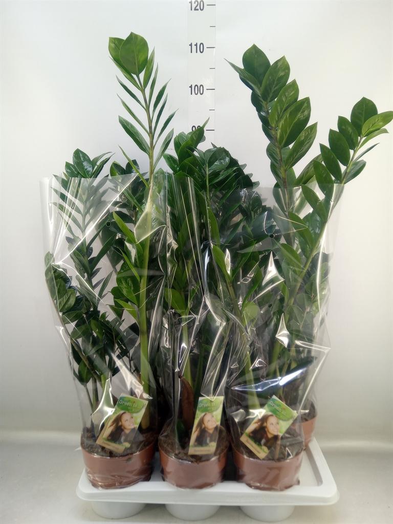 Горшечные цветы и растения оптом Zamioculcas Zamiifolia от 6шт из Голландии с доставкой по России