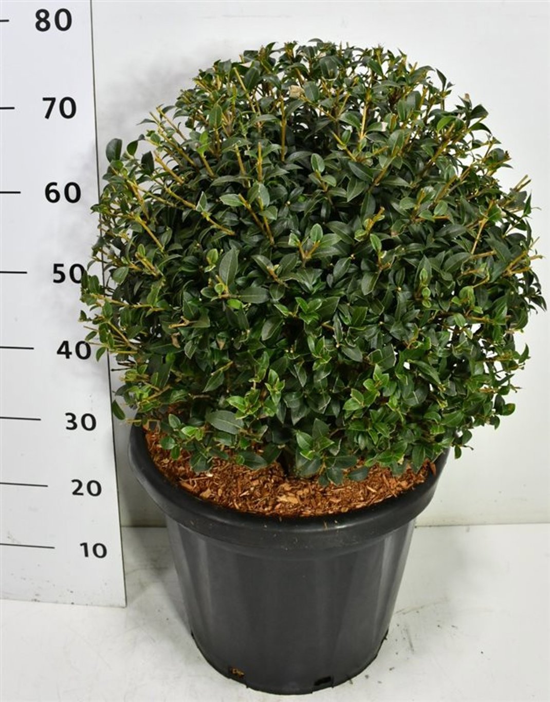 Горшечные цветы и растения оптом Osmanthus Burkwoodii от 1шт из Голландии с доставкой по России