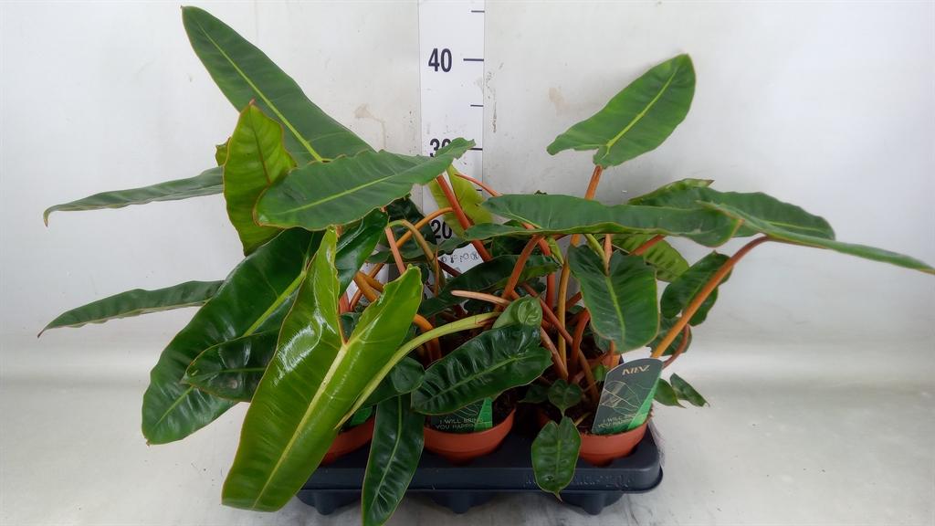 Горшечные цветы и растения оптом Philodendron   ... от 8шт из Голландии с доставкой по России