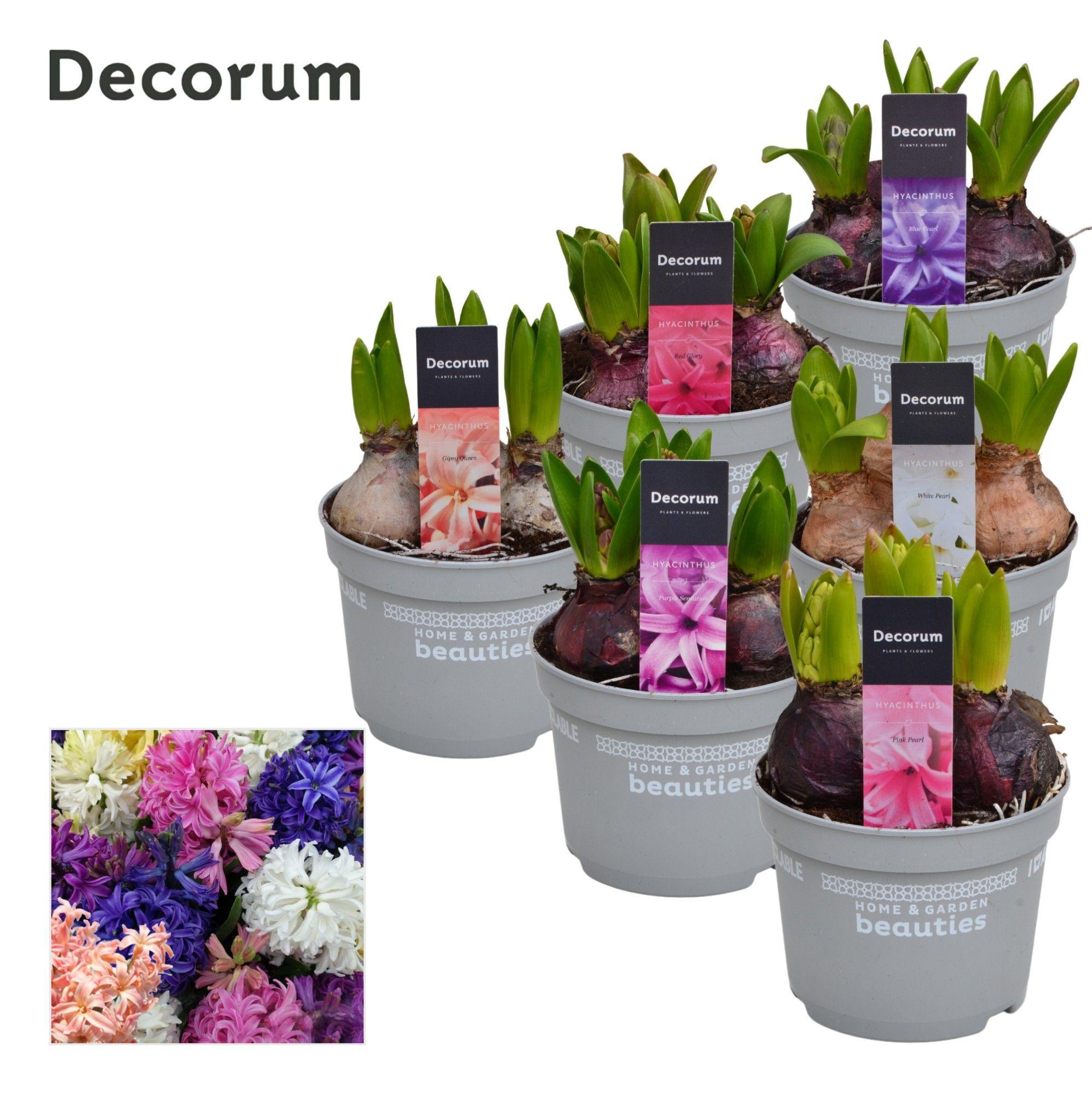 Горшечные цветы и растения оптом Hyacinthus Mix 3pp (decorum) от 10шт из Голландии с доставкой по России