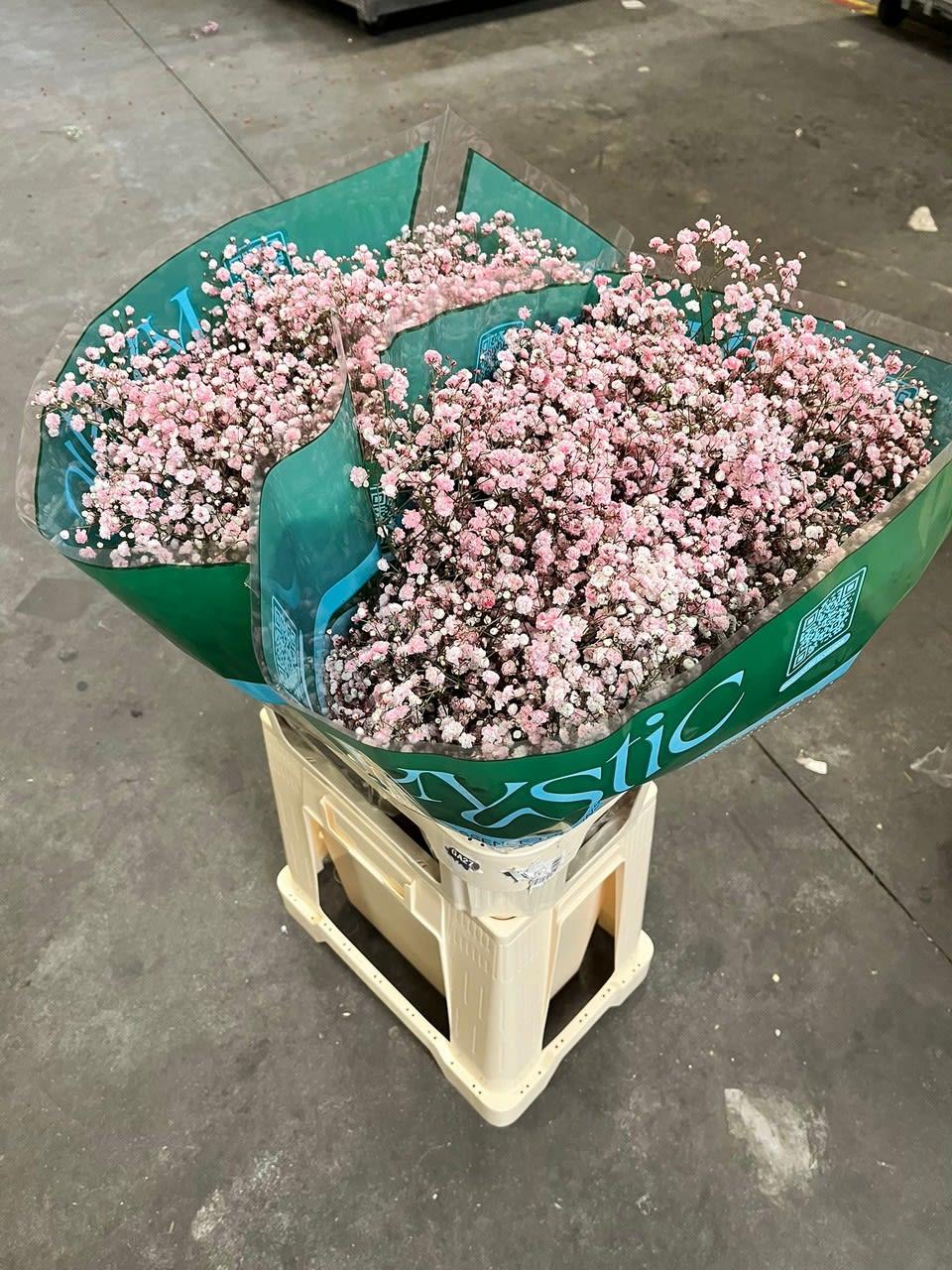 Срезанные цветы оптом Gyps ec paint xlence light pink 1000g от 50шт из Голландии с доставкой по России