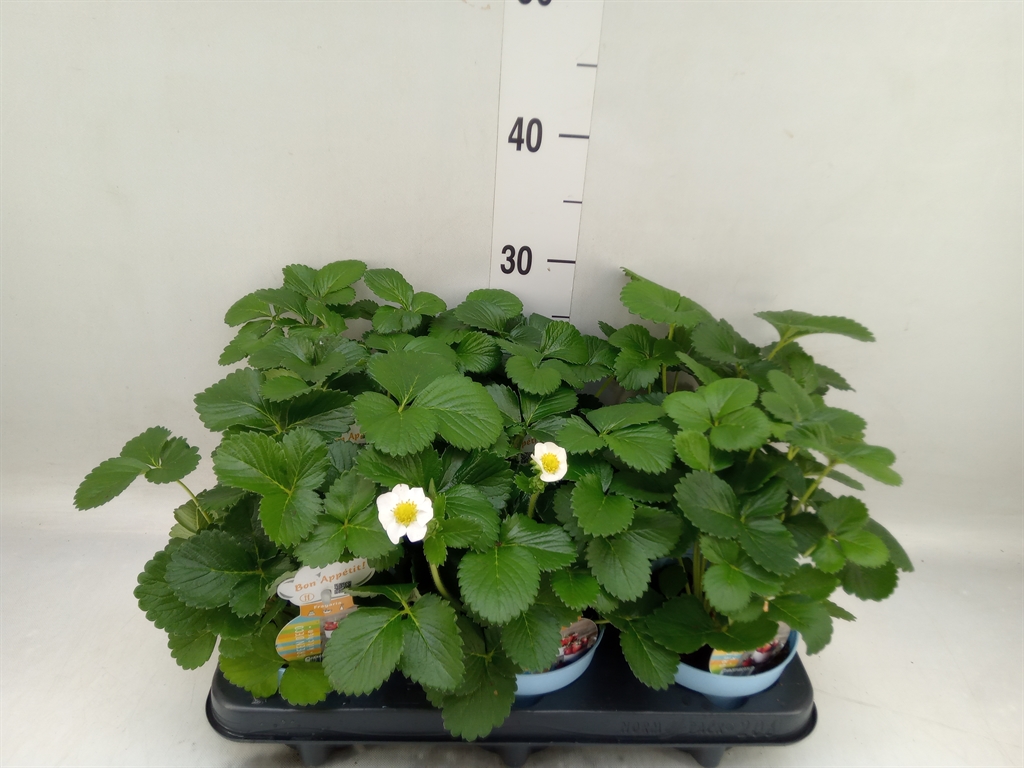 Горшечные цветы и растения оптом Fragaria   ... от 6шт из Голландии с доставкой по России