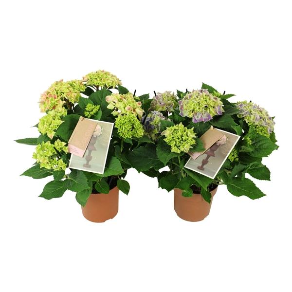 Горшечные цветы и растения оптом Hydrangea Ma Bicolor Mix 7+ от 6шт из Голландии с доставкой по России