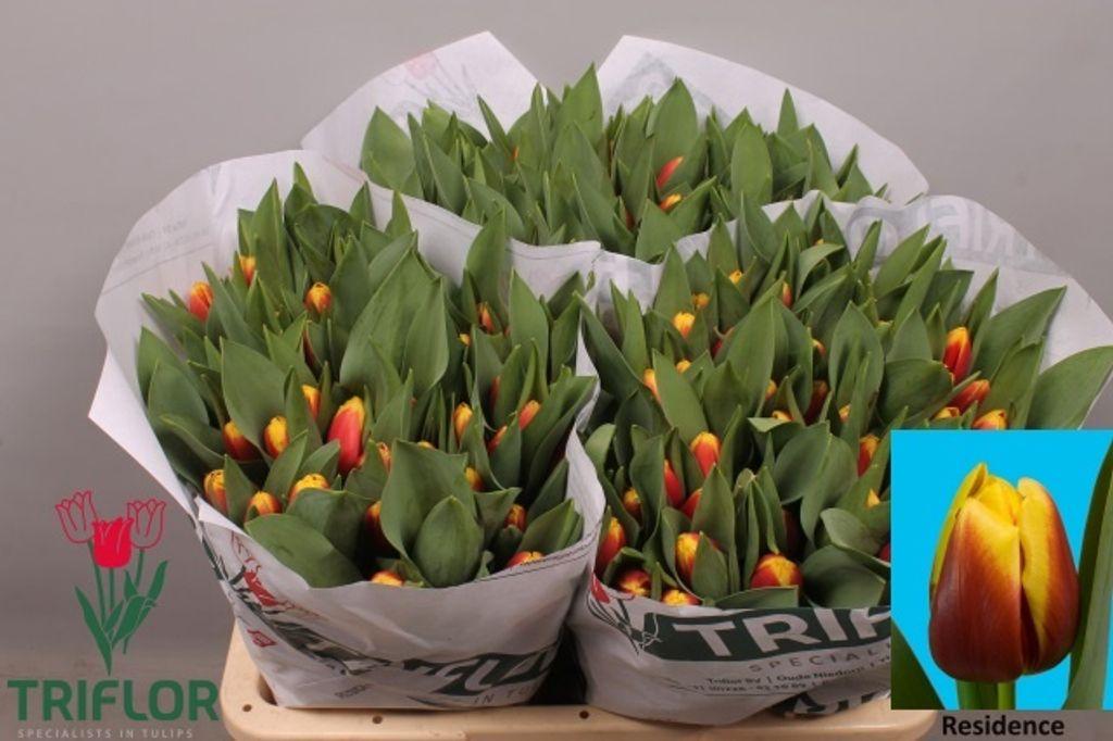 Срезанные цветы оптом Tulipa si residence от 150шт из Голландии с доставкой по России