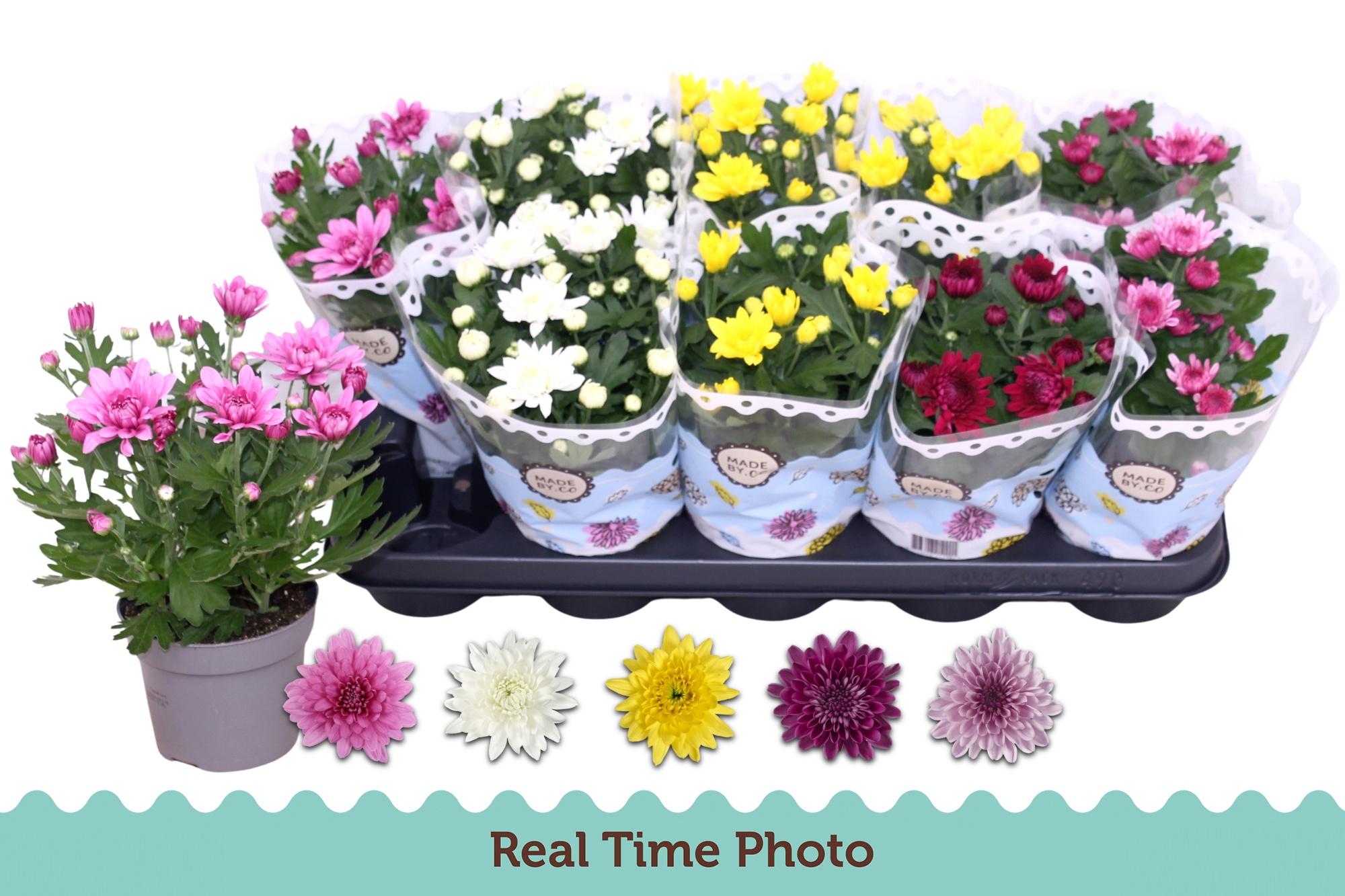 Горшечные цветы и растения оптом Chrys Gevuldbl Gem от 10шт из Голландии с доставкой по России