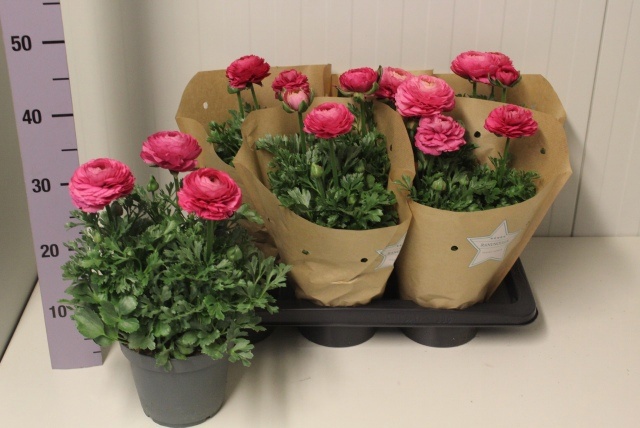 Горшечные цветы и растения оптом Ranun Sprink Pink от 6шт из Голландии с доставкой по России