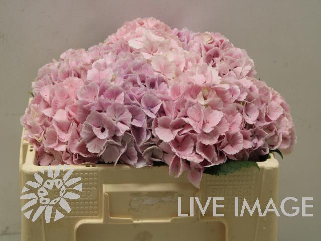 Срезанные цветы оптом Hydrangea lollipop pink от 10шт из Голландии с доставкой по России