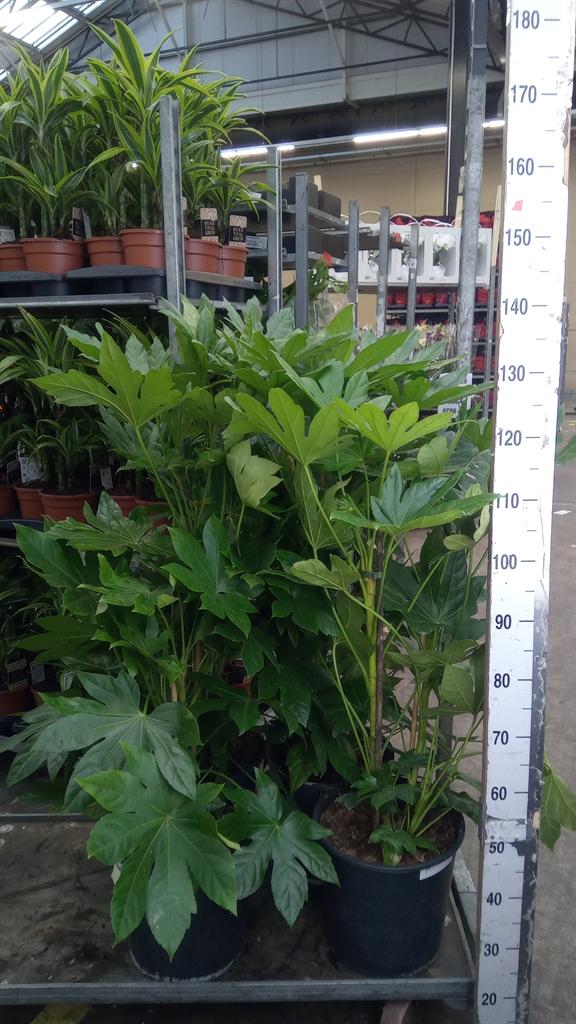 Горшечные цветы и растения оптом Fatsia Japonica ... от 1шт из Голландии с доставкой по России
