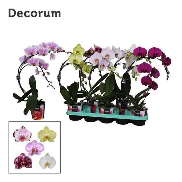 Горшечные цветы и растения оптом Phalaenopsis Boomerang Mix от 5шт из Голландии с доставкой по России