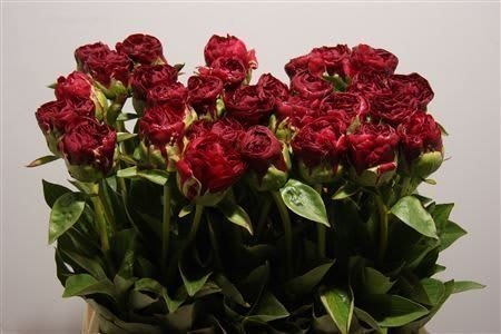 Срезанные цветы оптом Paeonia ole faithful от 40шт из Голландии с доставкой по России