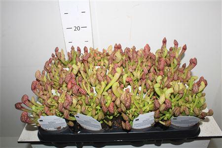 Горшечные цветы и растения оптом Sarracenia Ov от 12шт (для телеги) из Голландии с доставкой по России