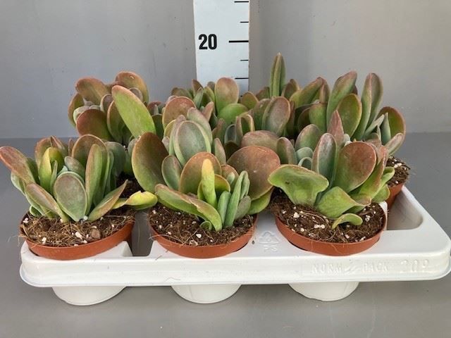 Горшечные цветы и растения оптом Kalanchoe Nf   ... от 9шт из Голландии с доставкой по России