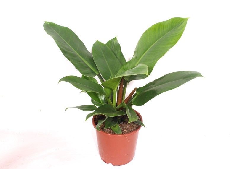 Горшечные цветы и растения оптом Philodendron Imperial Green от 6шт из Голландии с доставкой по России