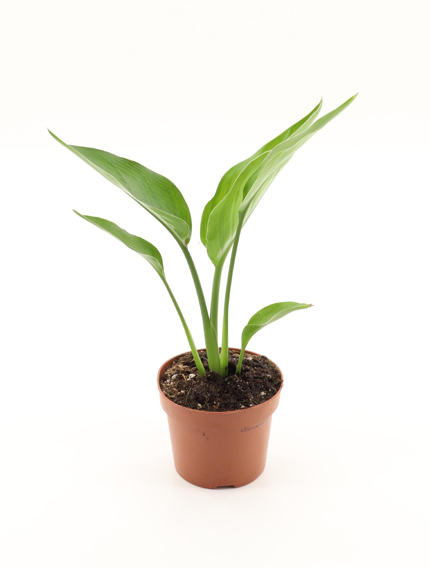 Горшечные цветы и растения оптом Strelitzia Reginae от 10шт из Голландии с доставкой по России Горшечные цветы и растения оптом Strelitzia Reginae от 10шт из Голландии с доставкой по России