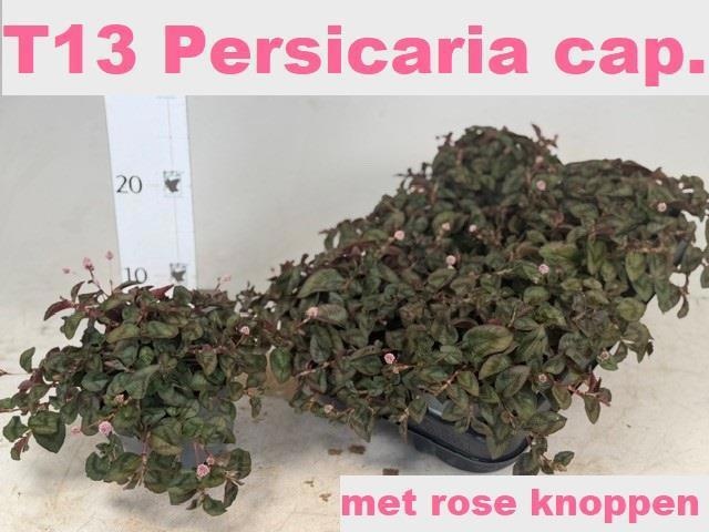 Горшечные цветы и растения оптом Persi Capitata от 6шт из Голландии с доставкой по России