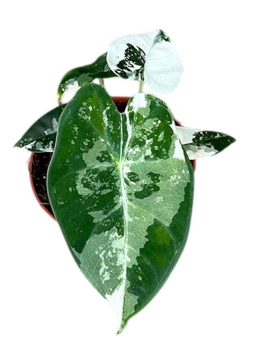 Горшечные цветы и растения оптом Alocasia Frydek Variegata от 1шт (для телеги) из Голландии с доставкой по России