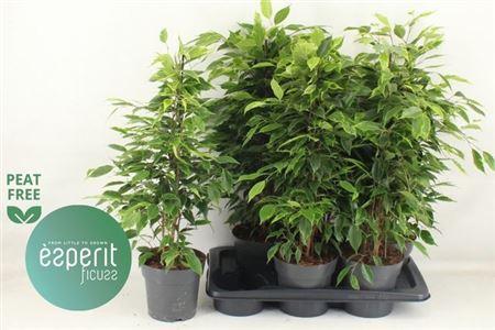 Горшечные цветы и растения оптом Ficus Be Anastasia от 6шт из Голландии с доставкой по России