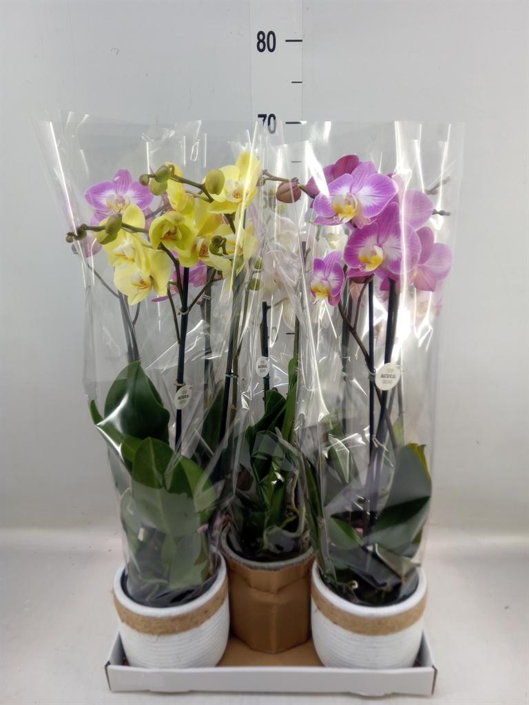 Горшечные цветы и растения оптом Phalaenopsis   ...mix от 5шт из Голландии с доставкой по России