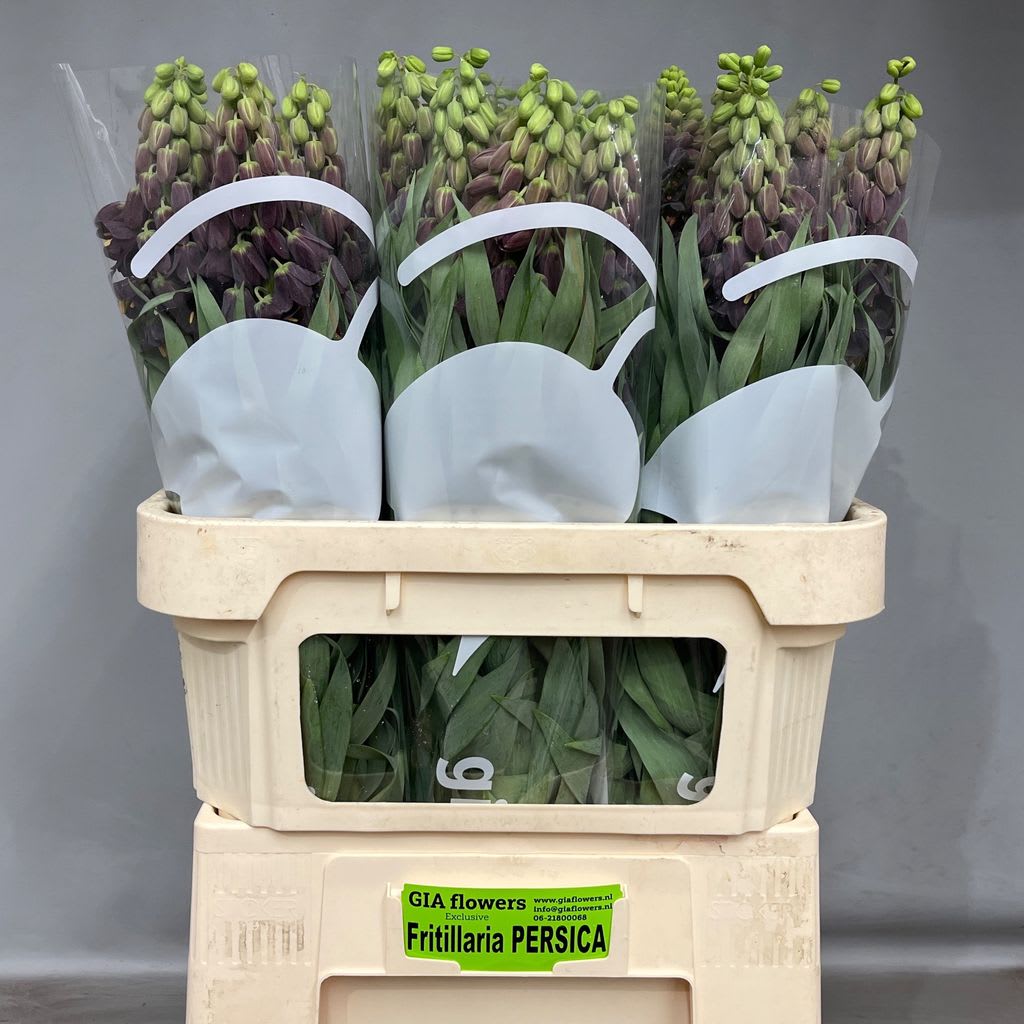 Срезанные цветы оптом Fritillaria persica от 30шт из Голландии с доставкой по России