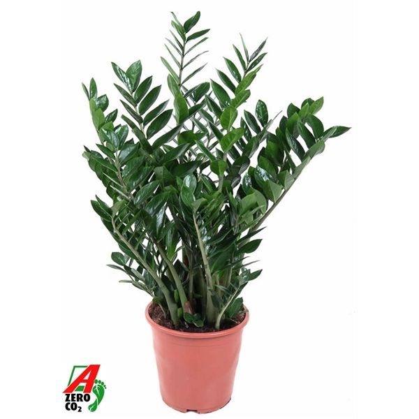 Горшечные цветы и растения оптом Zamioculcas 15+ от 1шт из Голландии с доставкой по России