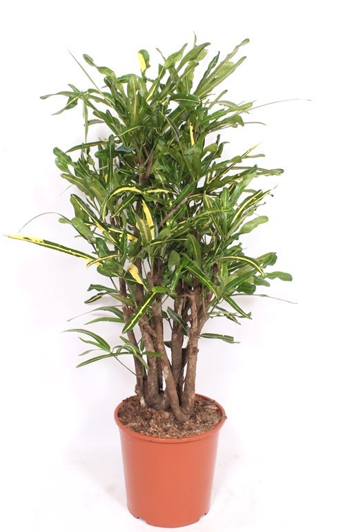 Горшечные цветы и растения оптом Codiaeum Yellow Mammi (croton) от 1шт из Голландии с доставкой по России