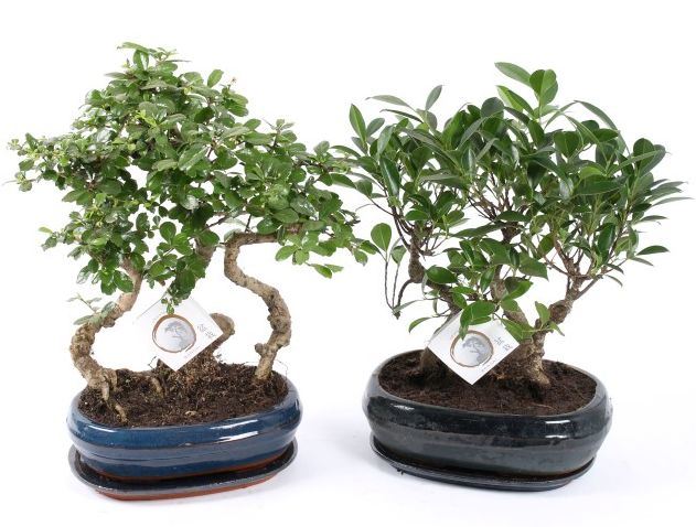 Горшечные цветы и растения оптом Bonsai Mix Ceramic Saucer от 2шт из Голландии с доставкой по России