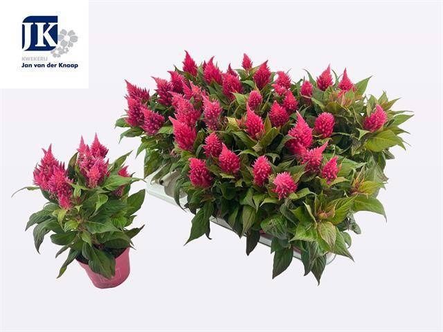 Горшечные цветы и растения оптом Cel Pl Kel Fire Pink от 12шт из Голландии с доставкой по России