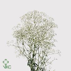 Срезанные цветы оптом Gyps million stars от 50шт из Голландии с доставкой по России Срезанные цветы оптом Gyps million stars от 50шт из Голландии с доставкой по России