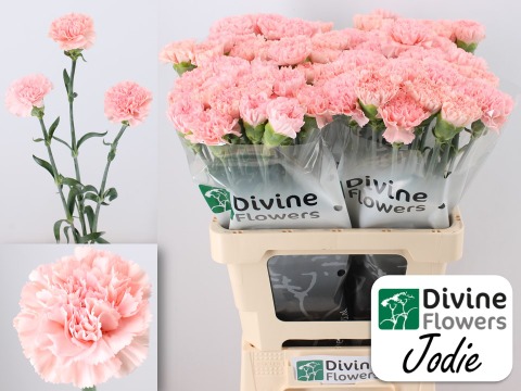 Срезанные цветы оптом Dianthus st jodie от 80шт из Голландии с доставкой по России