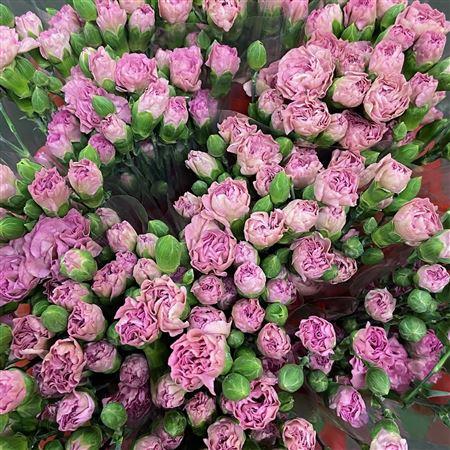 Срезанные цветы оптом Dianthus sp mocca sweet от 100шт. из Голландии с доставкой по России